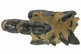 Fossil Mud Lobster (Thalassina) - Australia #109296-3